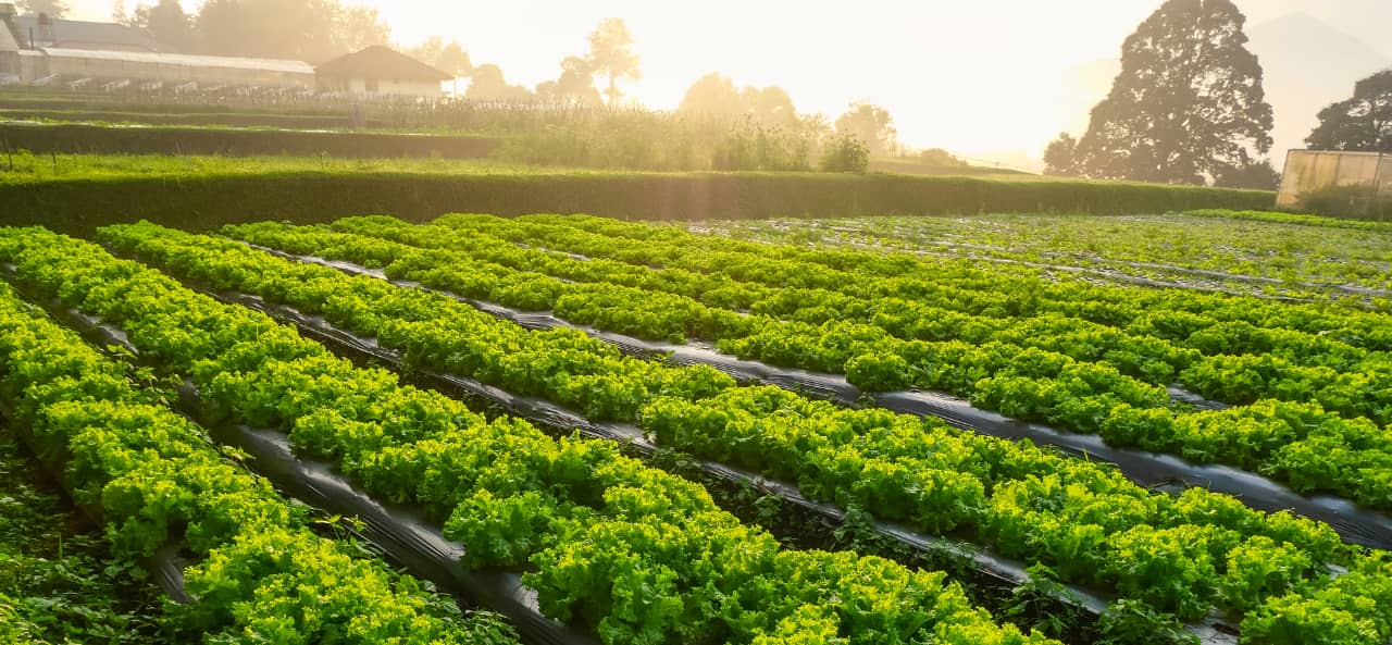 RFID v chytrém zemědělství: Od UHF RFID modulů k samolepkám pro sledování a údržbu strojů